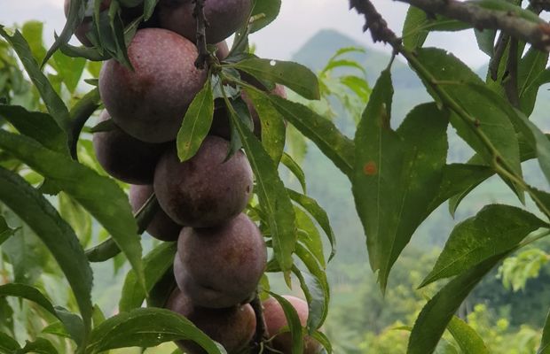 Ripe plum in Bac Ha